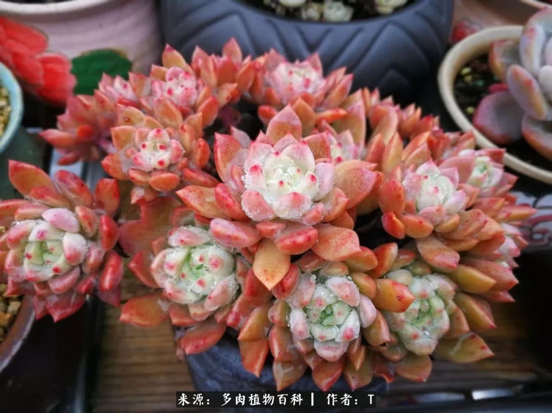 多肉还可以这样玩(上):八年养肉路剪影!