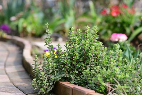 西餐常用的十三种香草介绍大全,西餐中常用的15种香料和香草