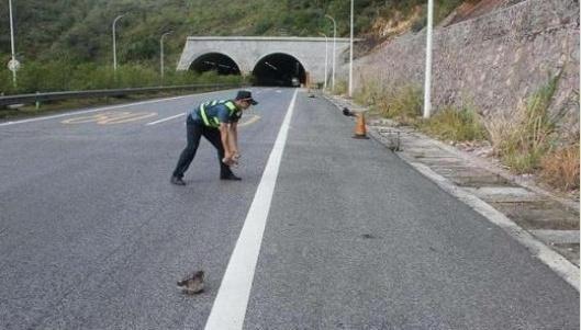 高速上遇到石头不能避让怎么办,高速遇坑怎么躲避