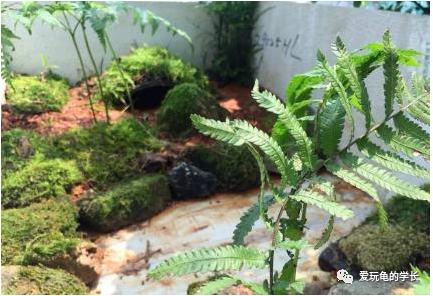 黄缘龟该如何造景,黄缘龟造景用河沙