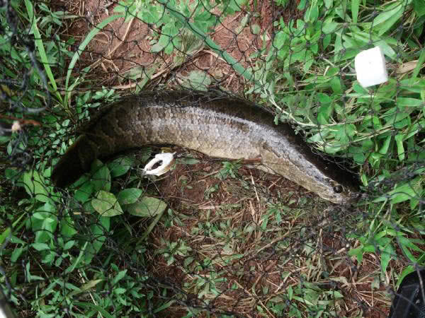 最好的钓黑鱼的方法,钓黑鱼的方法时间与技巧