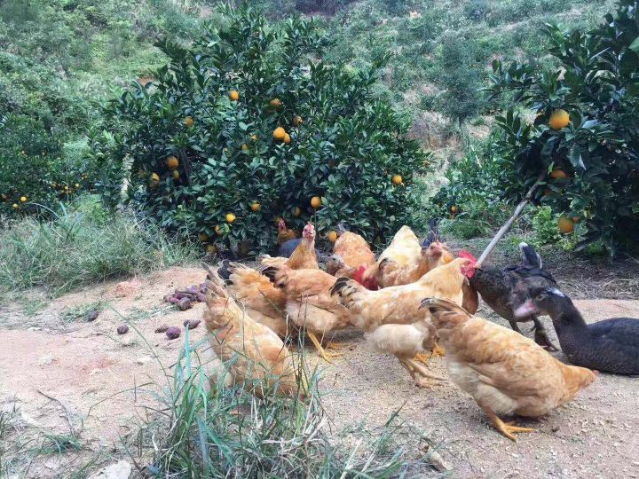 赣南脐橙订购现状,目前赣南脐橙采购价格查询