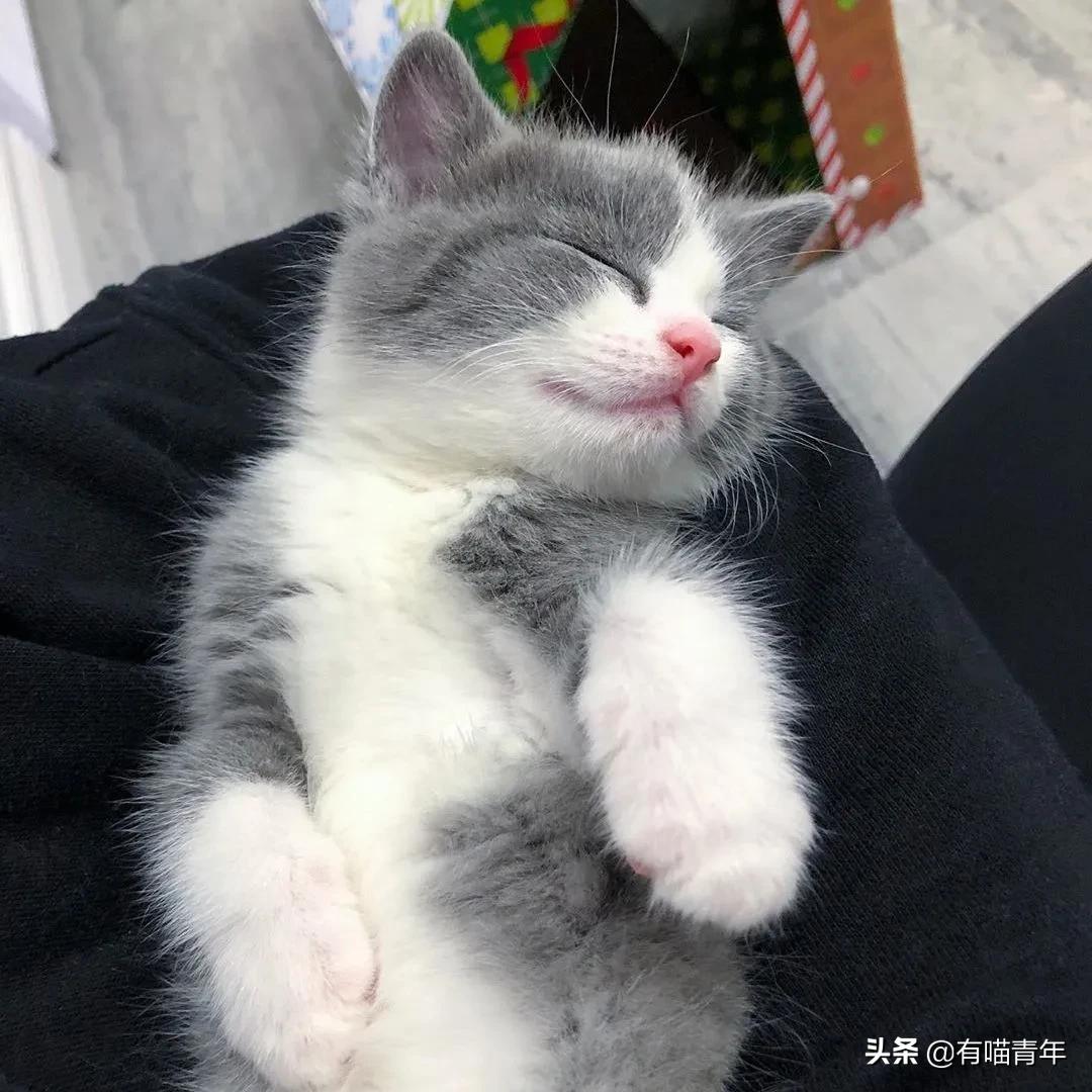 小奶猫的危害视频,小奶猫有什么危险