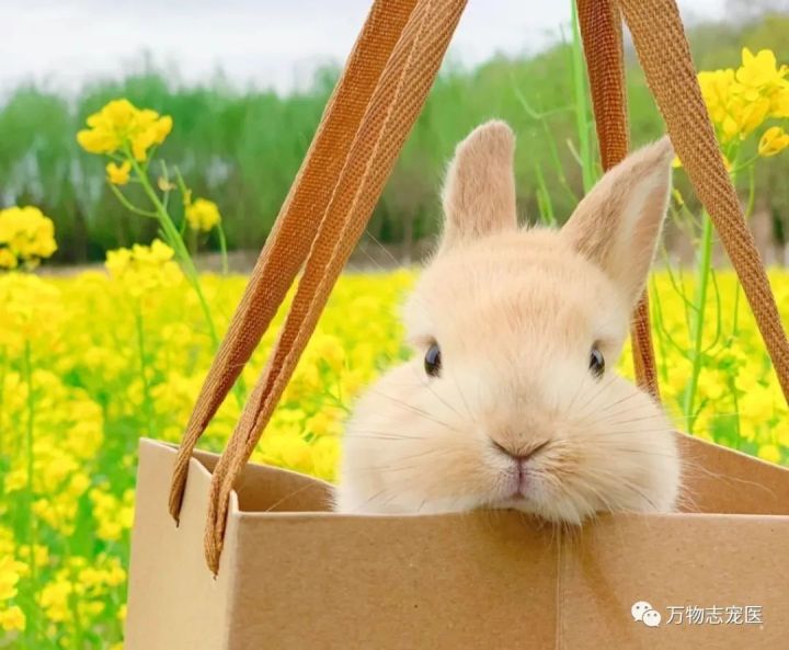 兔子不止爱吃胡萝卜,兔子有只眼睛看不见黑瞳都是白的