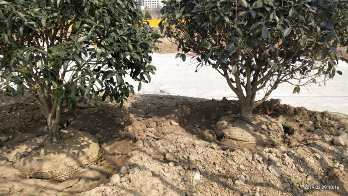 树木栽植时,土球上的包扎物到底该不该解除?