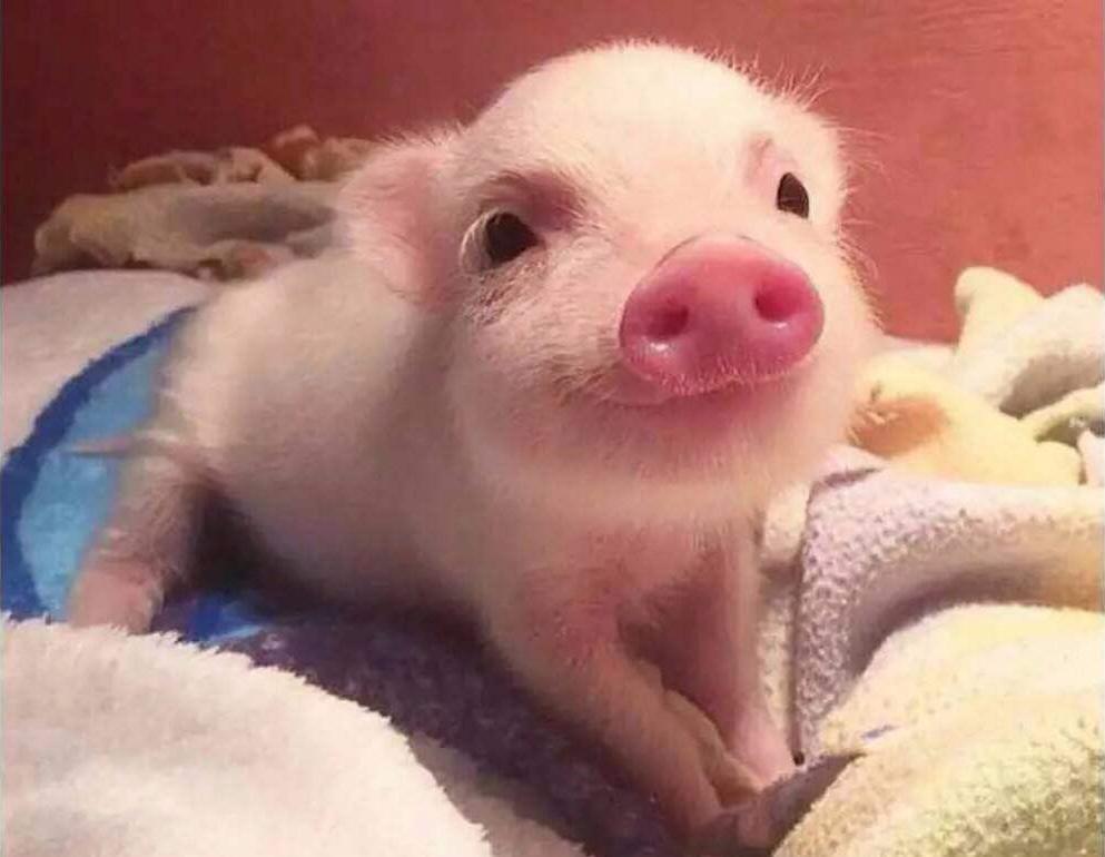 全球游戏大厂跪舔“猪年”,为了吸引中国玩家暴雪这波操作我服了