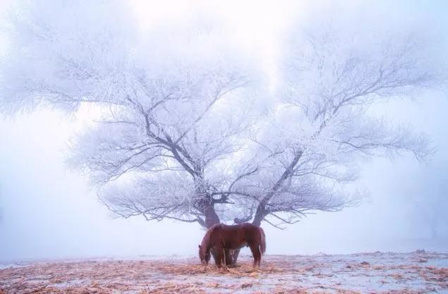 此生必去看一次雾凇太美了,此生必去看一次雾凇简直要美哭了