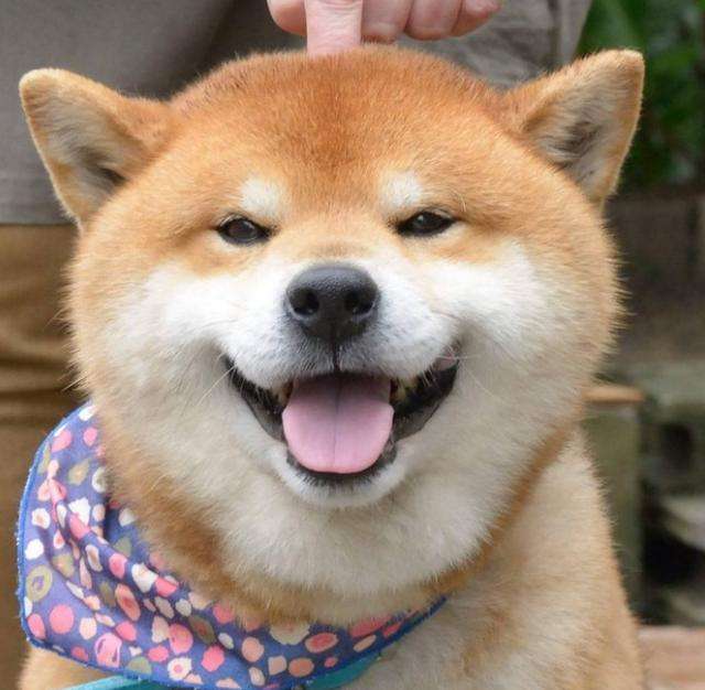 柴犬一天喂几次狗粮,适合柴犬的狗粮排名