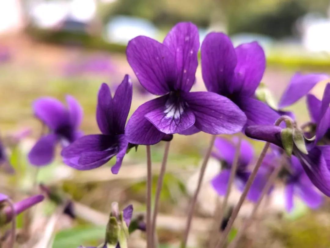 校园春季约拍,校园浪漫约会计划