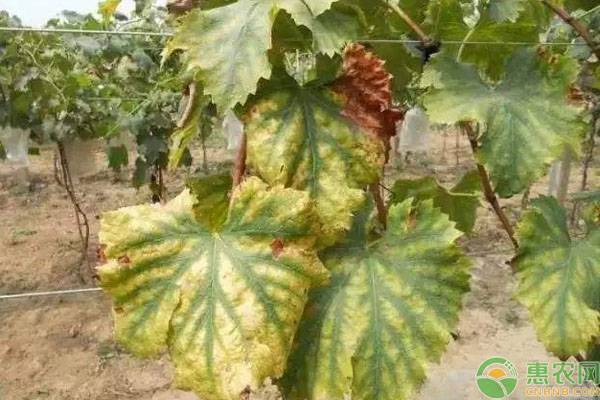 葡萄叶子发红干枯病害图谱,葡萄叶子发黄是什么病