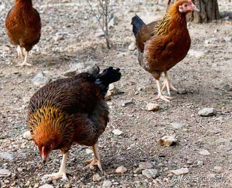 养鸡新城疫最佳配方,经典的养鸡户常用病毒类药物配方