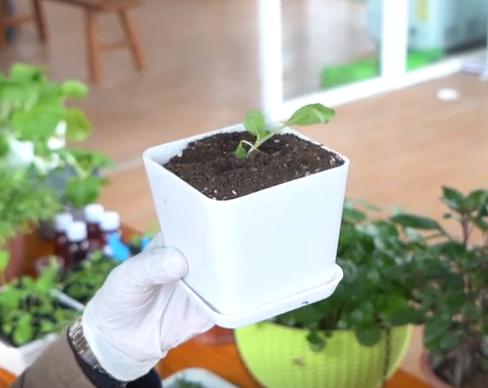 简易无土栽培蔬菜,自制无土栽培蔬菜神器