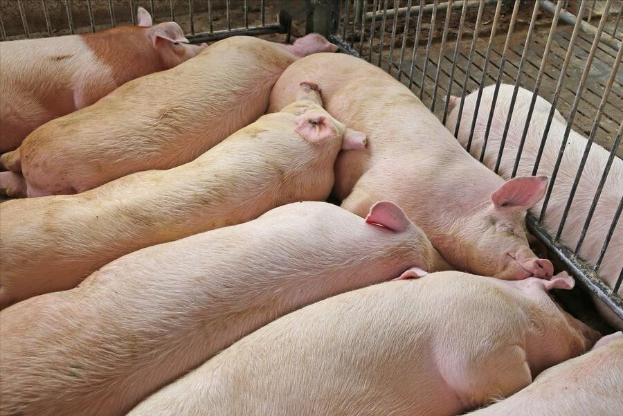 生猪养猪政策有哪些,生猪养殖最新政策