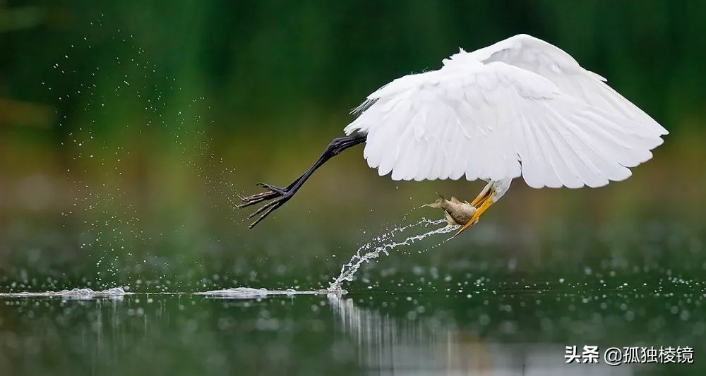 白鹭拍摄测光曝光技巧,白鹭的拍照技术