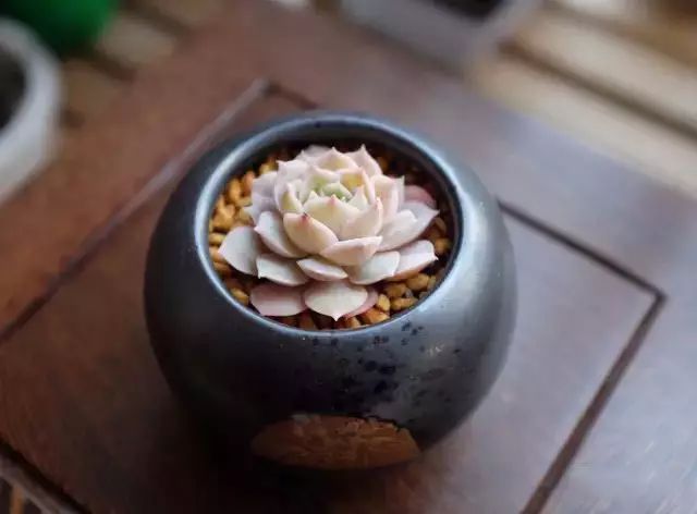 多肉早安图片大全,多肉大全100图