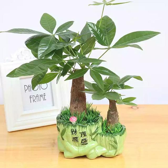 发财树不旺盛怎么办,发财树过不了冬怎么办