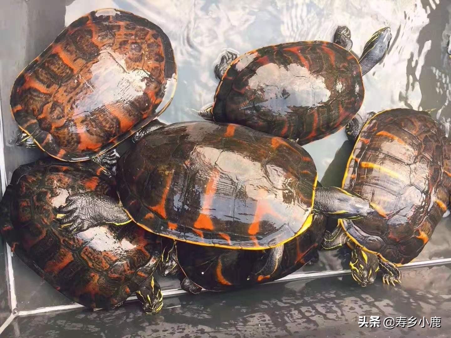 水龟怎么养可以去除真菌,水龟怎么防治腐皮