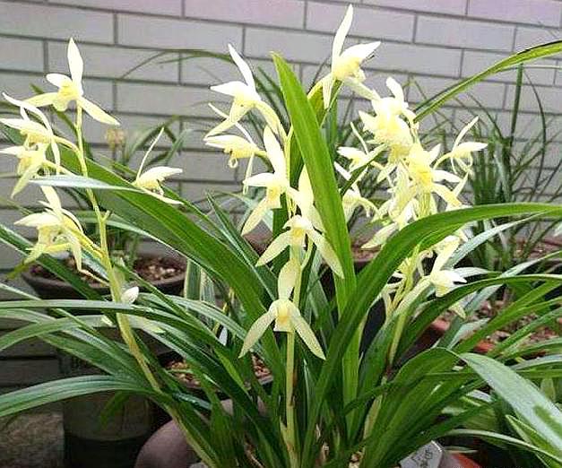 养兰花施肥,养兰花用什么肥料养最合适呢