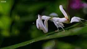 只要19.9元！3000+昆虫萌宠来袭！首届昆虫萌宠主题沉浸展空降武汉
