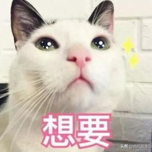 猫狗不能吃米吗,猫狗不能吃人类调料吗