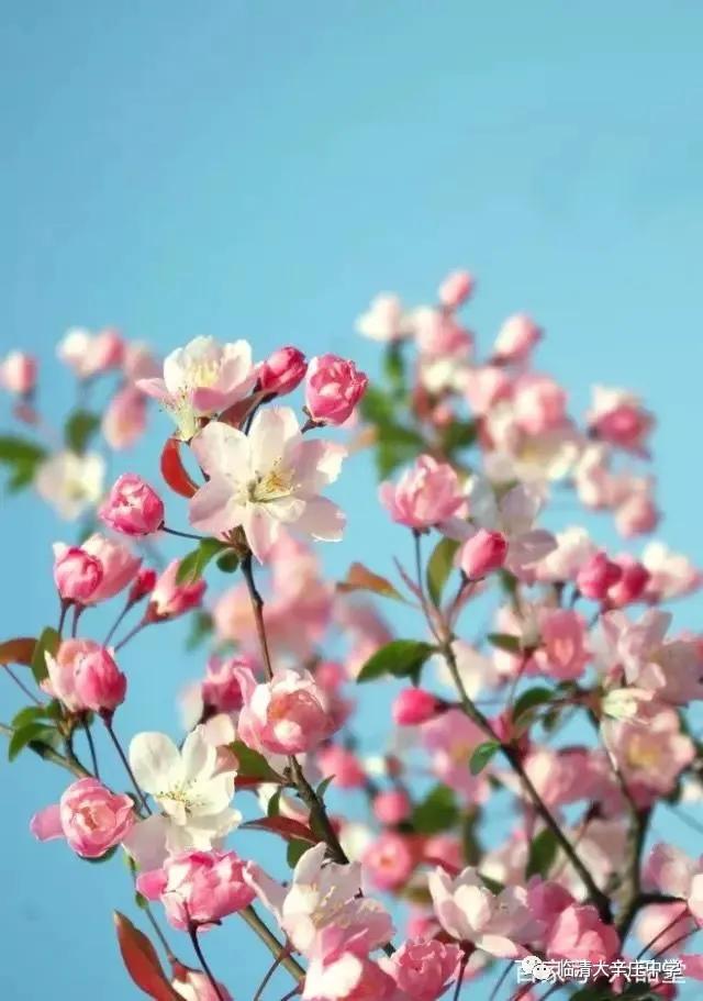 临清市大辛庄小学校长和幼儿园园长参观大辛庄中学疫情防控情况