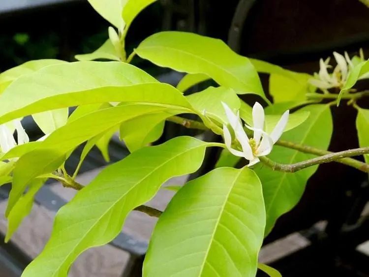 白兰花原生苗好还是嫁接苗好,刚种的白兰花缓苗期多久