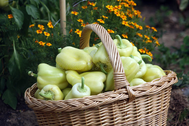 梦中的菜园小视频,我的梦中菜地