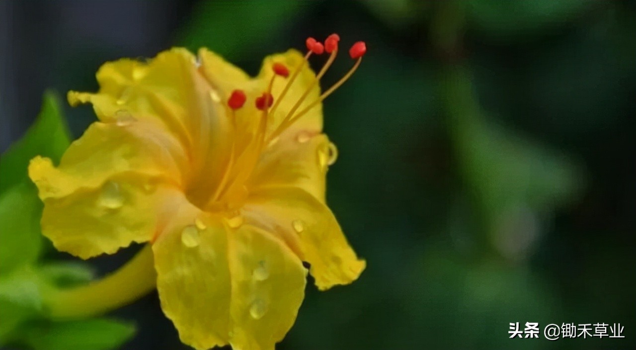 温馨紫茉莉,好看的紫茉莉