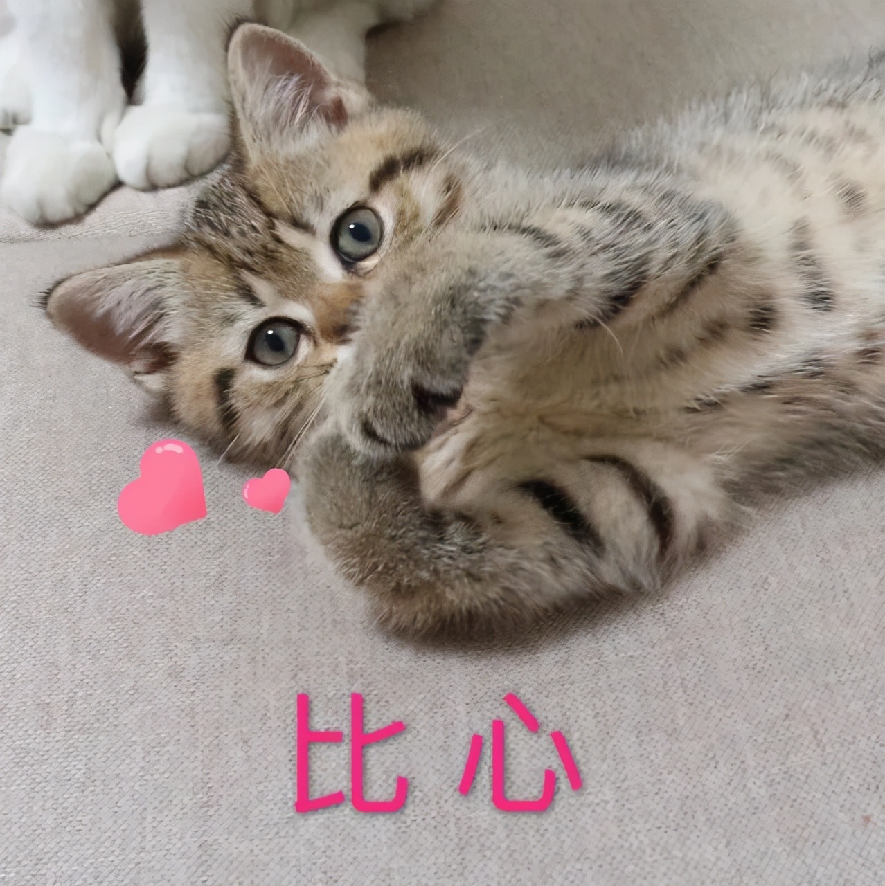 新手养猫注意事项养猫人经验总结,养猫人必备的小妙招快收藏起来吧