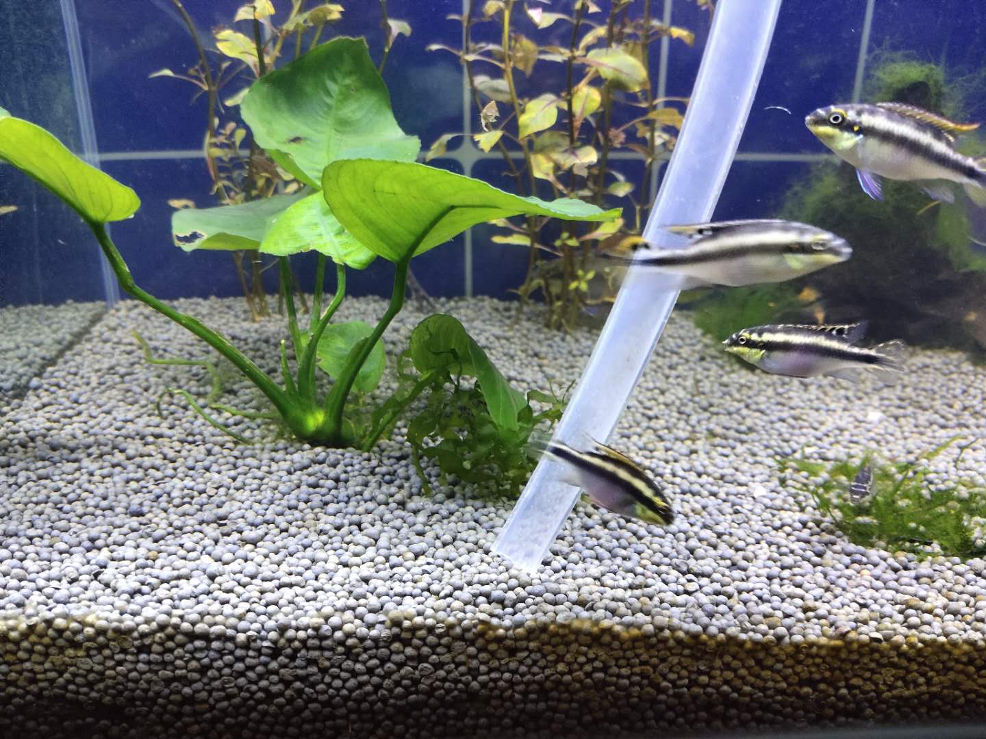 鱼缸里爆发霉菌,鱼缸爆发绿色绒毛藻怎么办