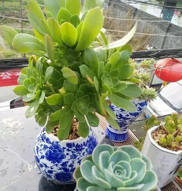 用酒瓶怎么做好看的花盆,从废旧酒瓶到创意花盆的华丽转身