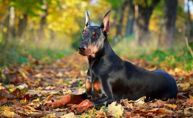 6大狗狗是狗界中的长腿欧巴,狗界中最败家的6大狗狗