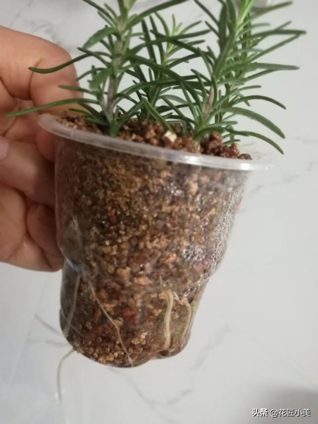 可食用迷迭香盆栽驱蚊植物怎么养,可以吃也可以驱蚊的草