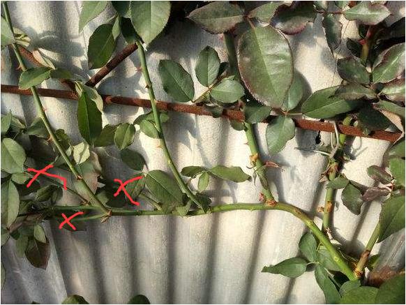 藤本月季冬季可以全剪吗,藤本月季秋天可以重剪