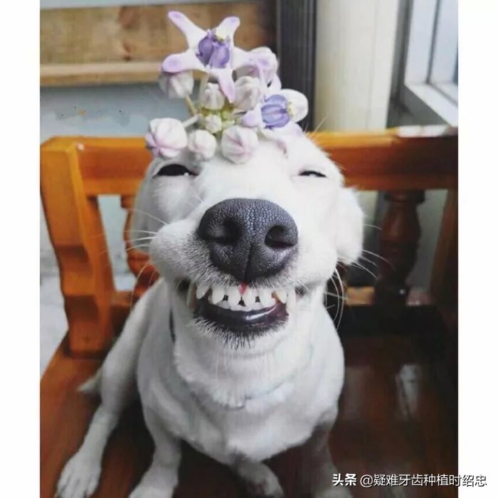 中年牙缝越来越大是什么原因,牙齿越来越稀疏牙缝大怎么办