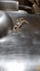 搞笑gif妹子的内心是崩溃的,搞笑gif妹子原来是个逗比