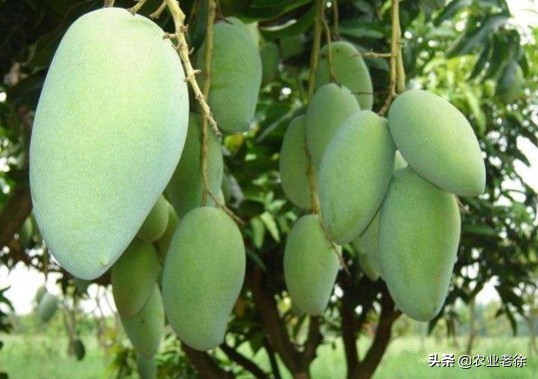 凯特芒果种子怎样育苗,芒果是怎么育苗