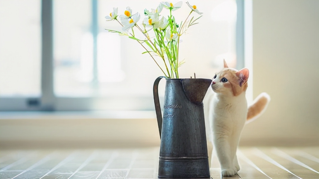 十二星座2021第十七周运势排行,猫巫占卜十二星座周运