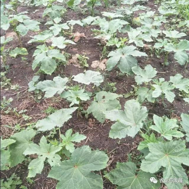 怎样种植秋葵才多丰收,秋葵怎么管理才高产