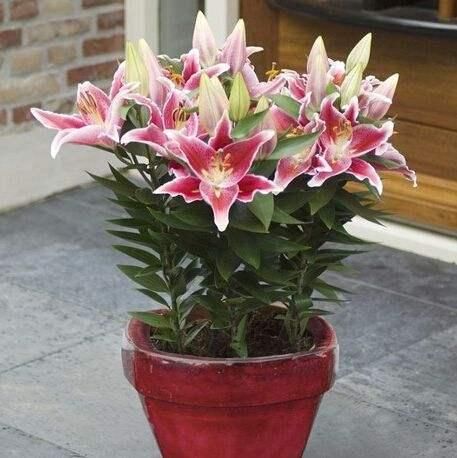 好养的盆栽花卉排名前十,盆栽花比较好养的有哪些