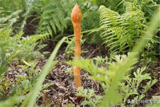 陕西天麻无土栽培种植技术,大田地膜栽培天麻技术