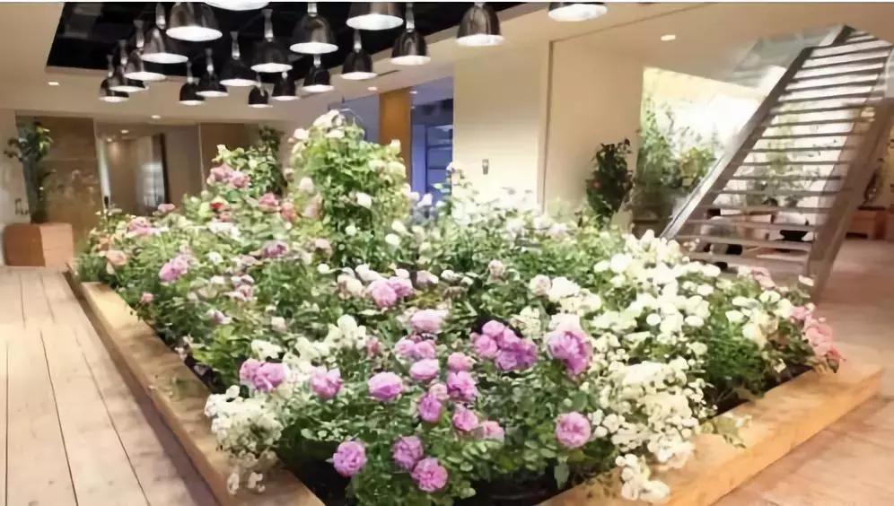 办公室里也能开挖掘机,办公室可以种葡萄