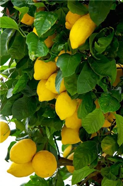 远离异味的5个小妙招,生活小技巧去异味小妙招