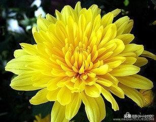 重阳节菊花诗词赏析,重阳节咏菊花的诗句