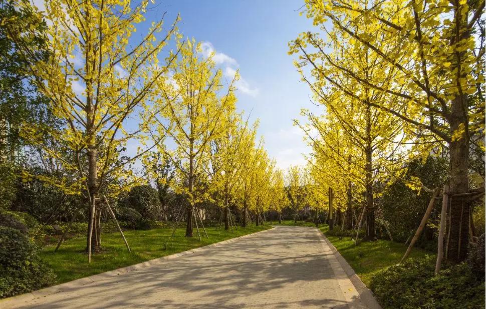 在上海定居让人羡慕吗,在上海居住