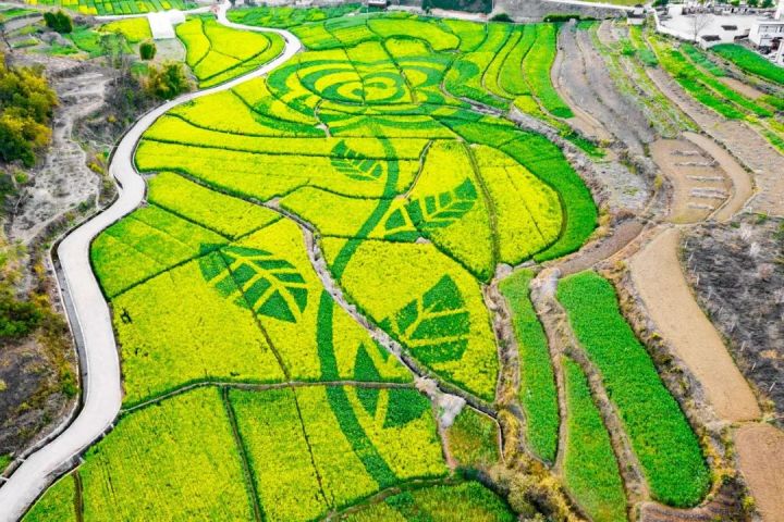 什么是云南品种,什么是云南的特色