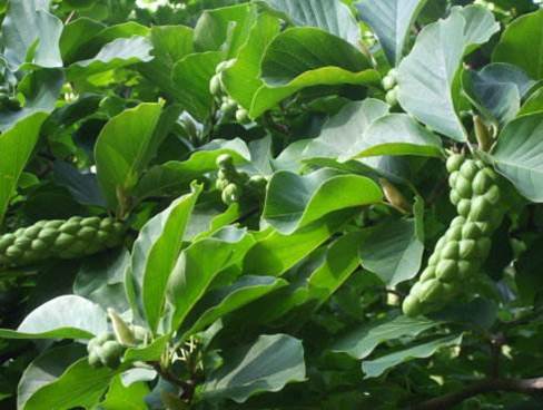 玉兰——洁白无暇满枝头，淡淡幽香徐自来