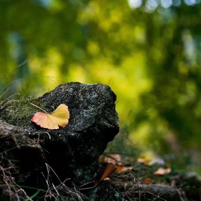 小林｜常恐秋风早，飘零君不知