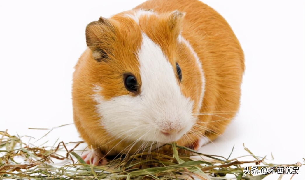 豚鼠如何喂,豚鼠该怎么喂