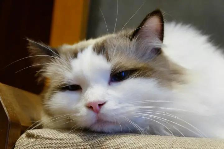 你还在躺平吗？喵星人都出来打工啦